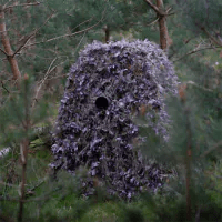 Filet de camouflage Buteo sur un affût avec ouverture d'observation parmi les pins