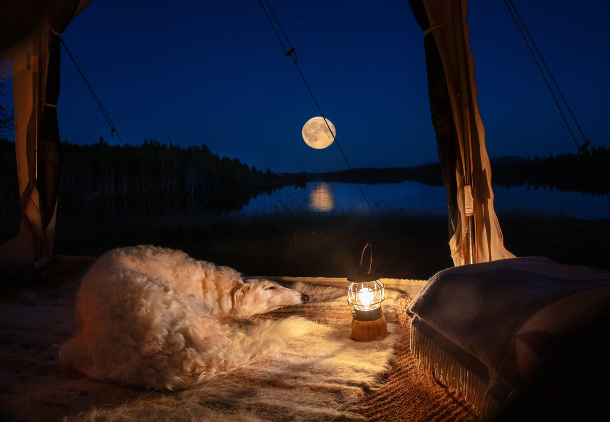 CanvasCamp Sibley Apex 520 Panorama, vue depuis la tente sur un lac à la pleine lune, avec un chien